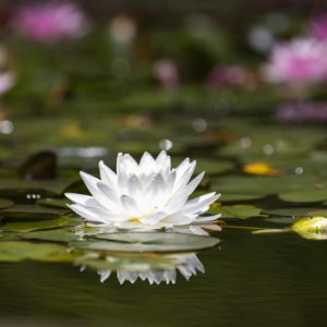 Bon cadeau de 120.- pour un soin Reiki