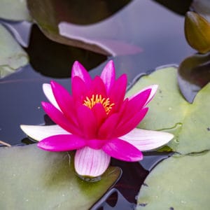 Bon cadeau de 120.- pour un massage d'une heure
